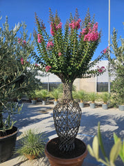 LAGERSTROEMIA INDICA ANFORA CIOTOLA 90
