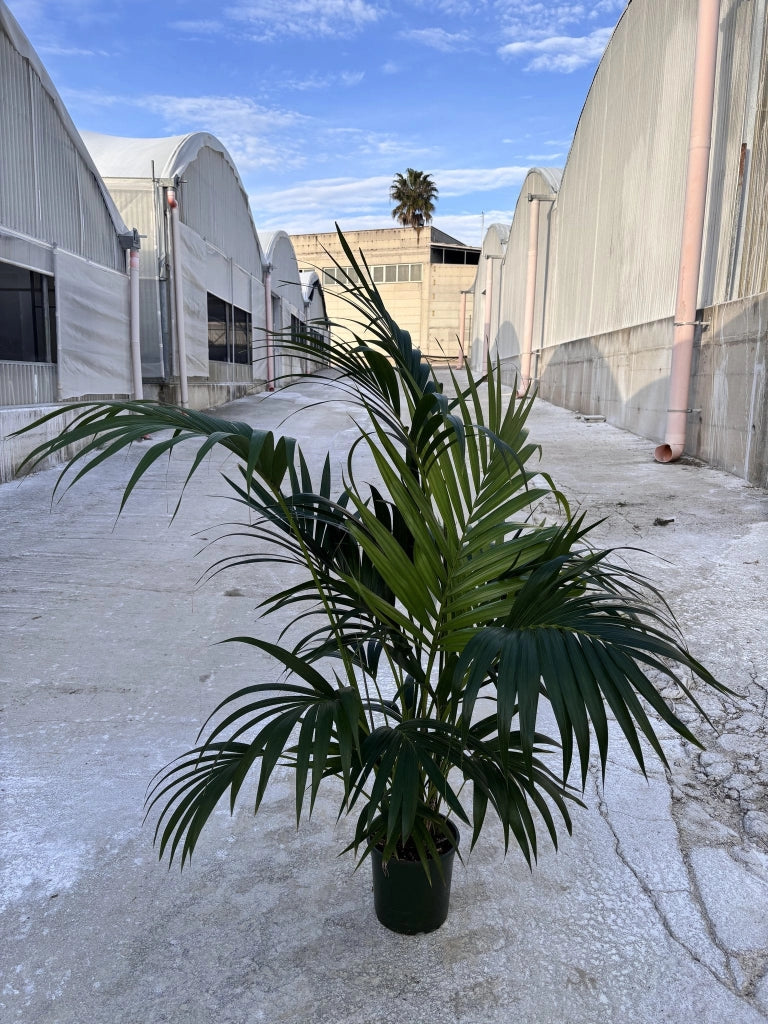 HOWEA FORSTERIANA VASO 20