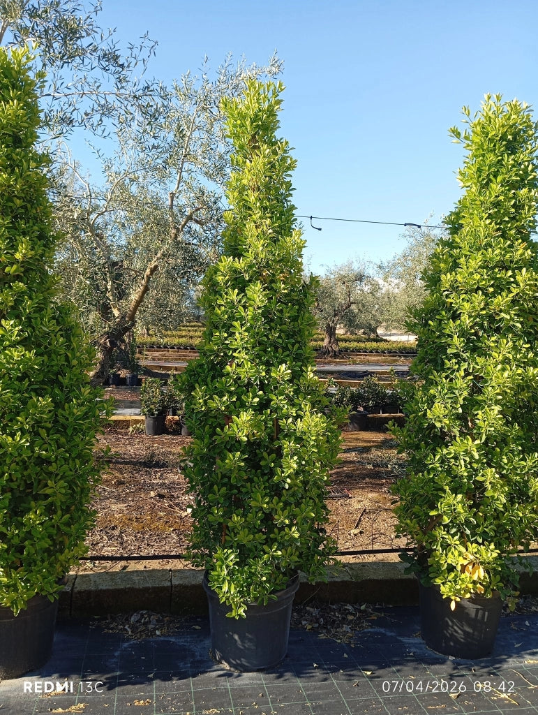 EUONYMUS JAPONICUS PIRAMIDE 50