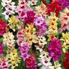 Bulbi di Ixia Assortito 5+ – Fiori colorati e vivaci