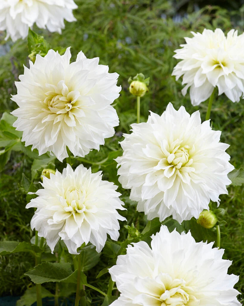 Bulbi di Dalia Fleurel Bianca – Fiore gigante elegante