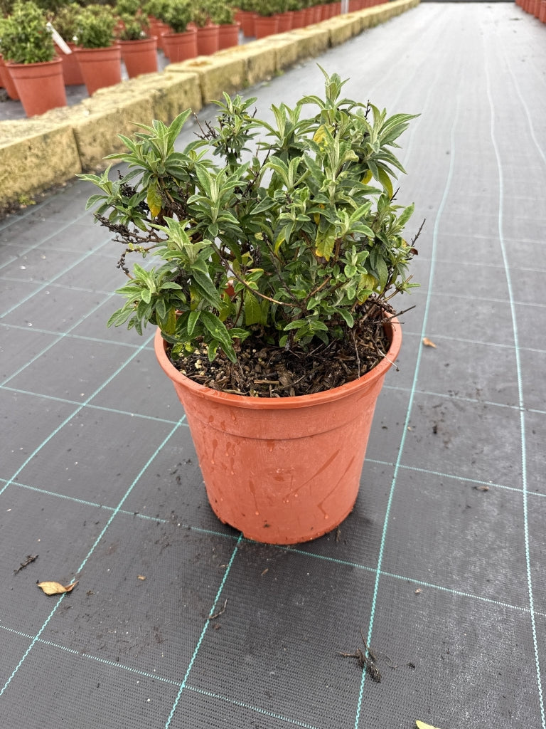 BUDDLEJA DAVIDII BUTTERFLY CANDY LITTLE CESP.24 LILA