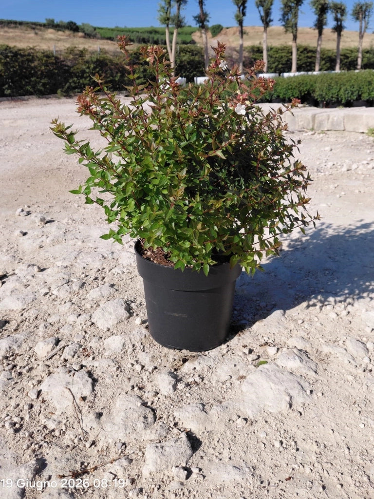 ABELIA GRANDIFLORA CESP.24