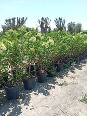 HYDRANGEA PANICULATA (Ortensia) VANILLA FRAISE CESP.40