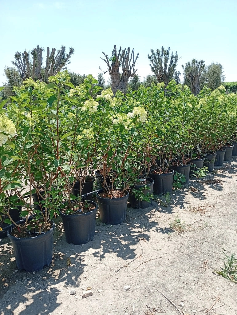 HYDRANGEA PANICULATA (Ortensia) VANILLA FRAISE CESP.40
