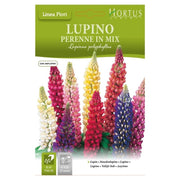 Lupino Perenne in miscuglio DB