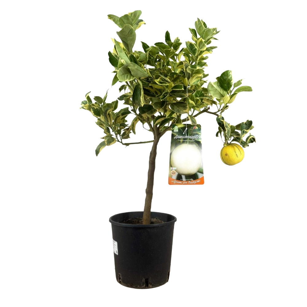 Arancio Variegato in vaso 20 cm AMDgarden