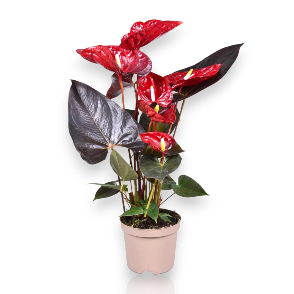 Gardenaria Anthurium andreanum 'Coral Champion' - Pianta da interno ornamentale Altezza: 50 cm (vaso 14)