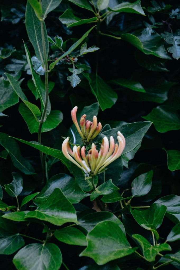 LONICERA CAPRIFOLIUM (CAPRIFOGLIO) GIALLO VASO 18