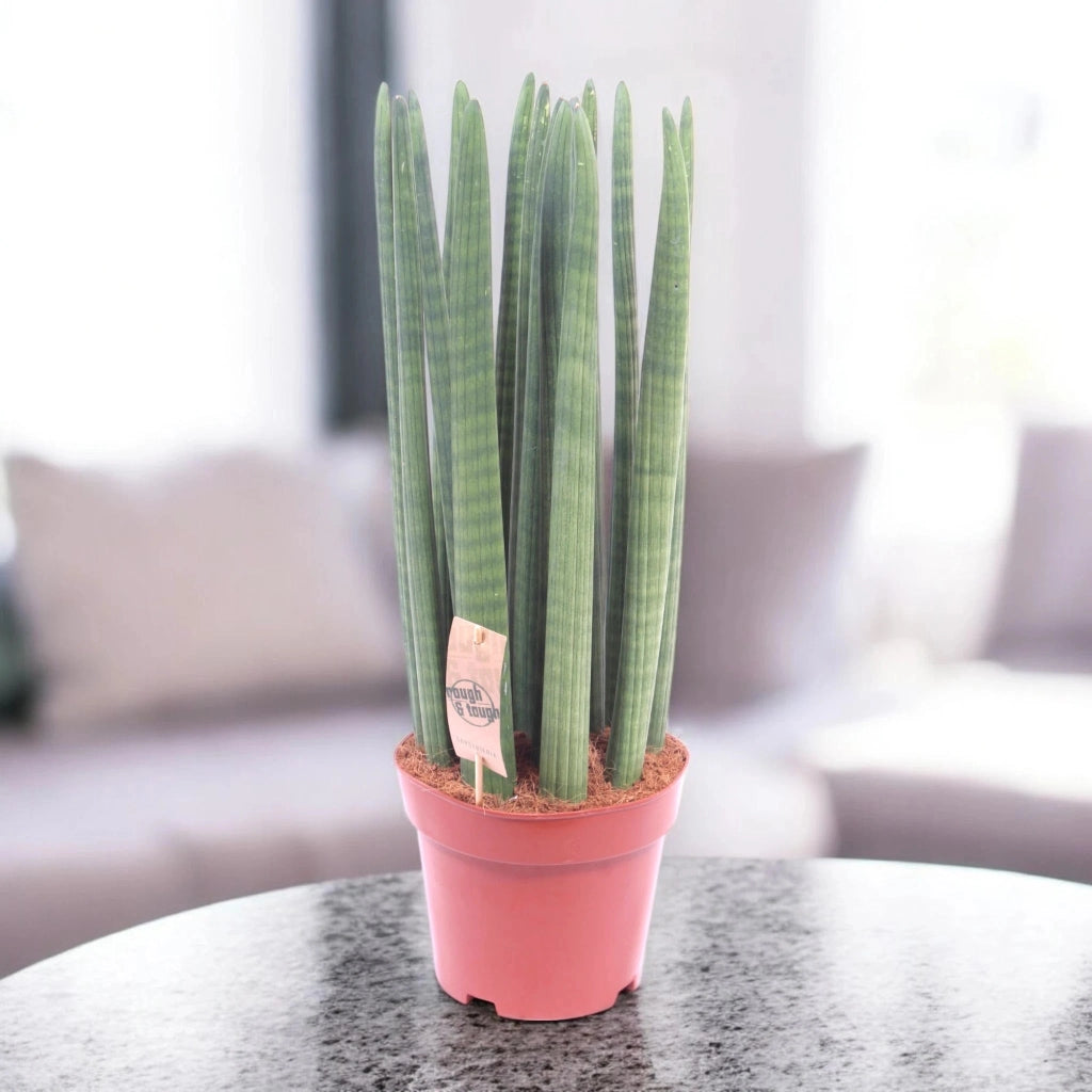 Gardenaria Sansevieria cylindrica 'Straight' - Pianta da interno ornamentale Altezza: 35 cm (vaso 12)