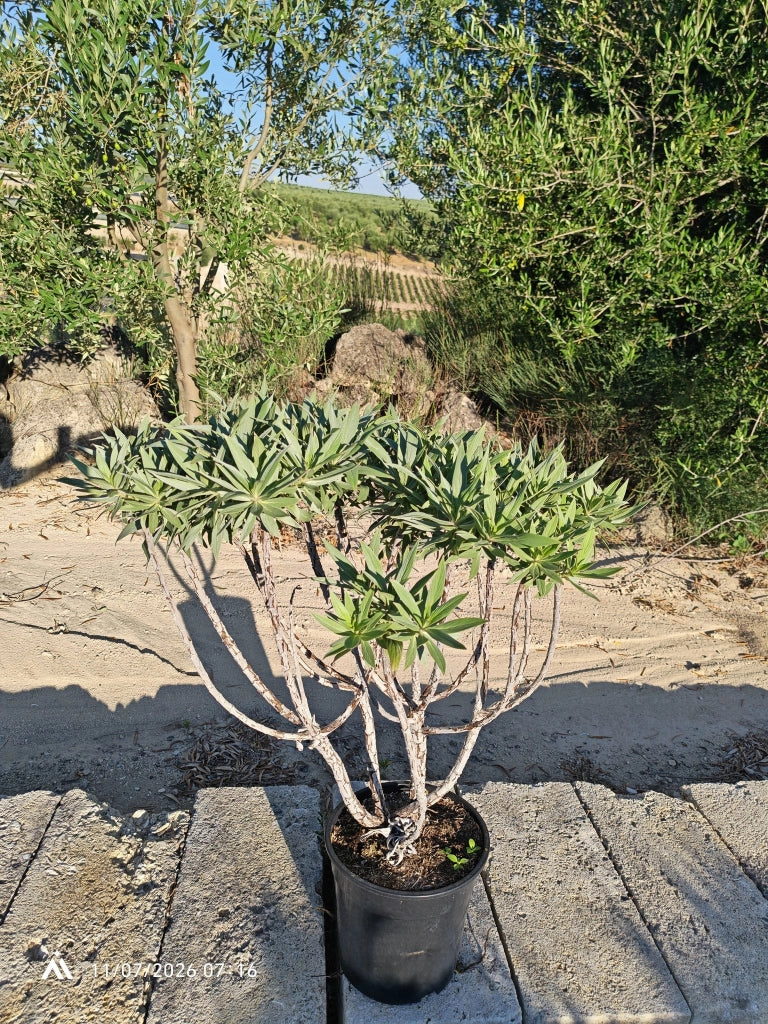 ECHIUM FASTUOSUM CESP.24