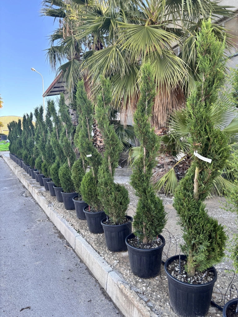 CUPRESSOCYPARIS LEYLANDII SPIRALE 45