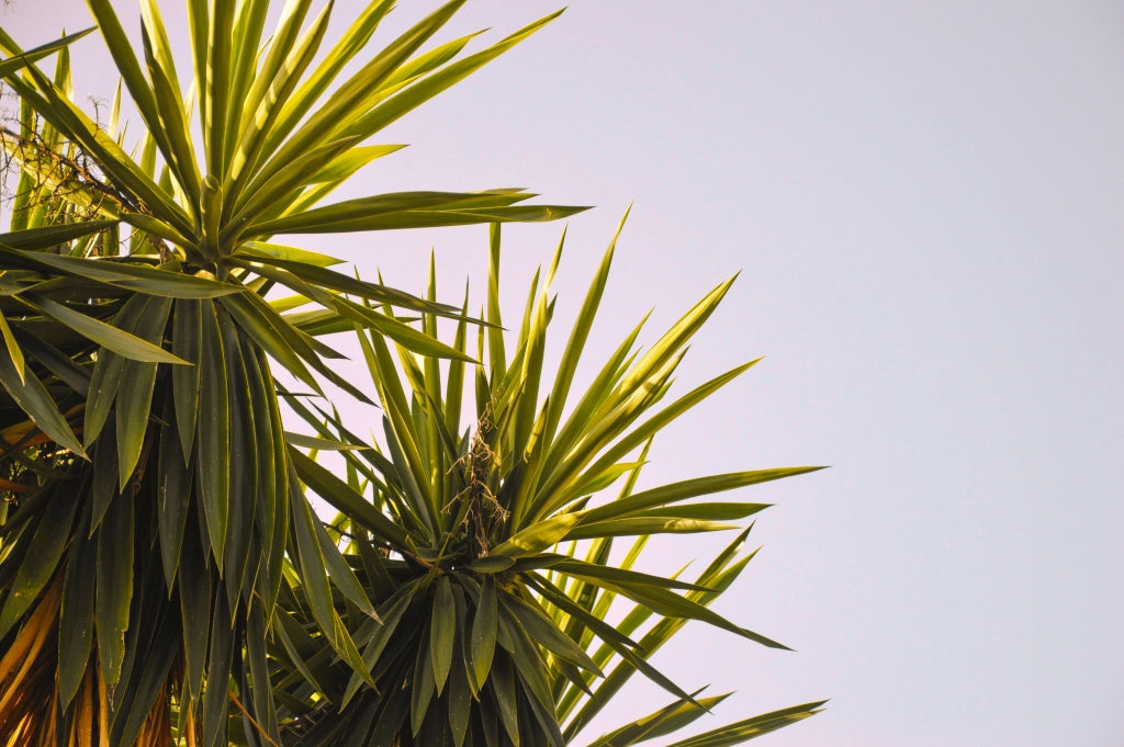 YUCCA ELEPHANTIPES MULTITRONCO 40
