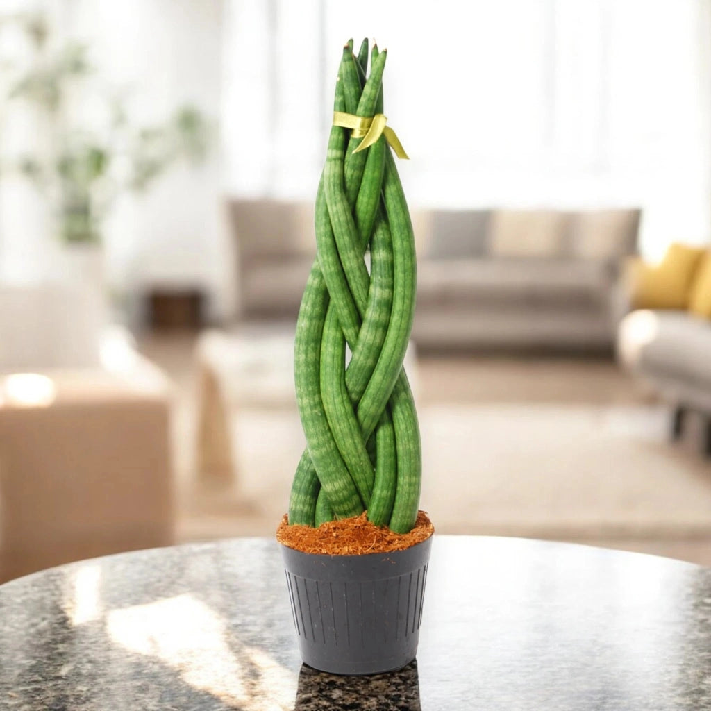 Gardenaria Sansevieria cylindrica 'Twister' - Pianta da interno ornamentale Altezza: 40 cm (vaso 12)