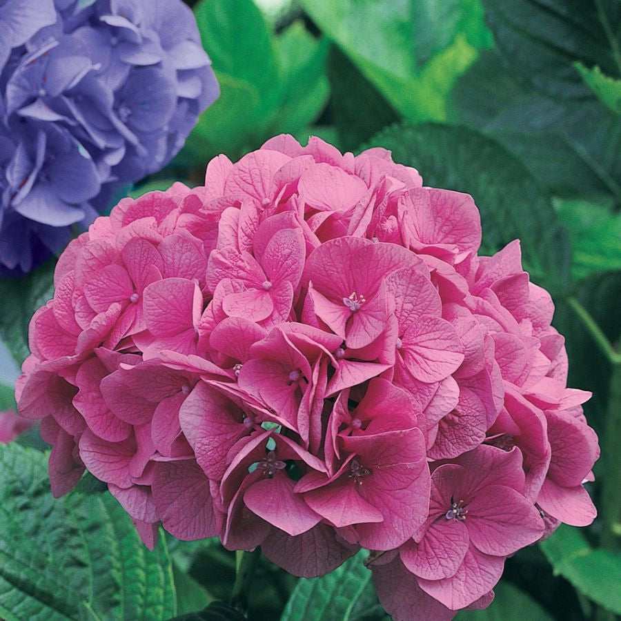 Concime in pellet ortensie 1 kg