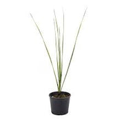 Dasylirion wheeleri – Pianta ornamentale resistente