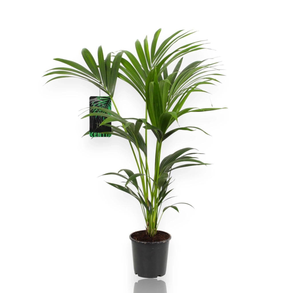 Gardenaria Howea forsteriana (Kentia) - Pianta da interno ornamentale Altezza: 120 cm (vaso 21)