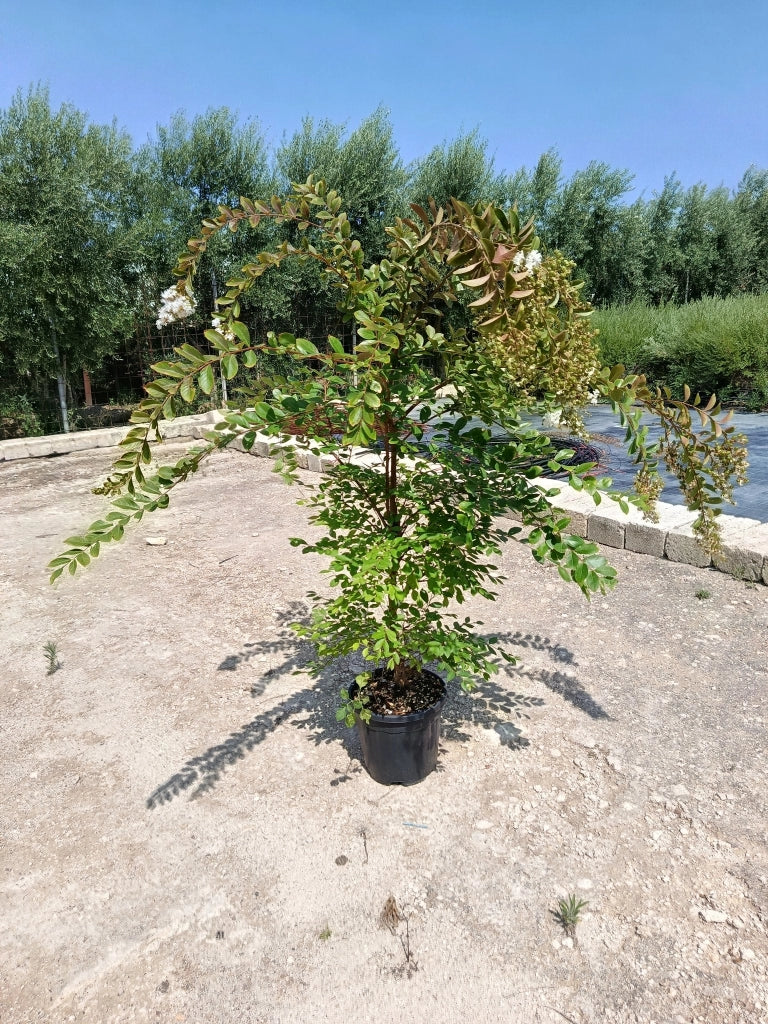 LAGERSTROEMIA INDICA CESP.30 ACOMA