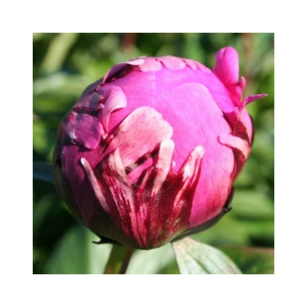 Pianta di PEONIA Lactiflora Jadwiga rosa scuro a porpora Foto Reali