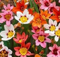 Bulbi di Sparaxis Assortito 4+ – Fiori vivaci e decorativi
