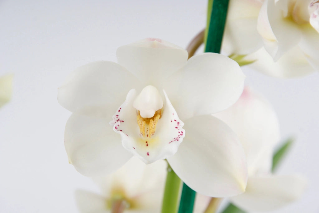 Gardenaria Cymbidium white - Pianta da interno ornamentale Altezza: 85 cm (vaso 14)