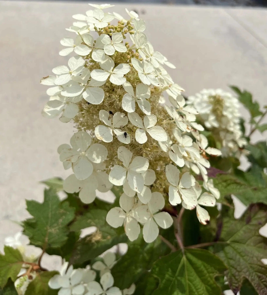 Gardenaria Ortensia - Hydrangea Quercifolia 'Snowflake' - Pianta acidofila ornamentale da esterno Altezza: 40/50 cm (vaso19)