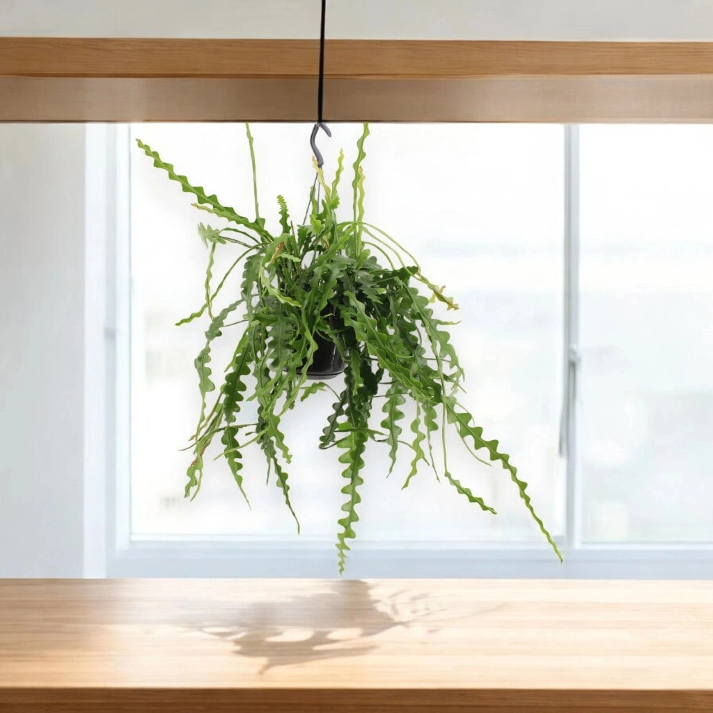 Gardenaria Epiphyllum anguliger - Pianta da interno ornamentale Altezza: 40 cm (vaso 15)