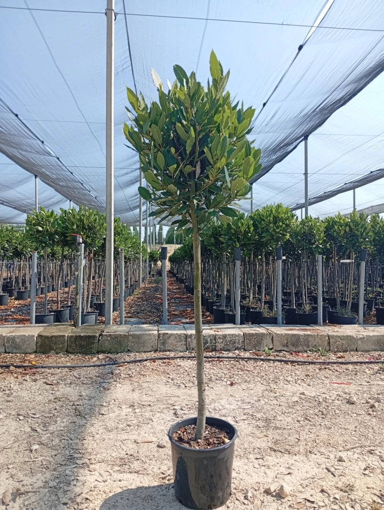 LAURUS NOBILIS ALB.24 1/2 FUSTO