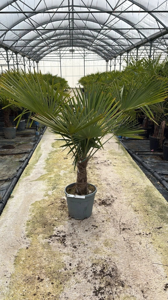 TRACHYCARPUS FORTUNEI VASO 35 H. TR.30/40