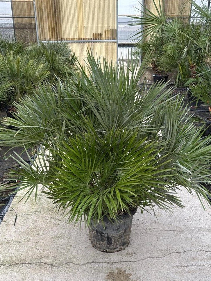 CHAMAEROPS HUMILIS VASO 40 MULTITRONCO H TR.20/30