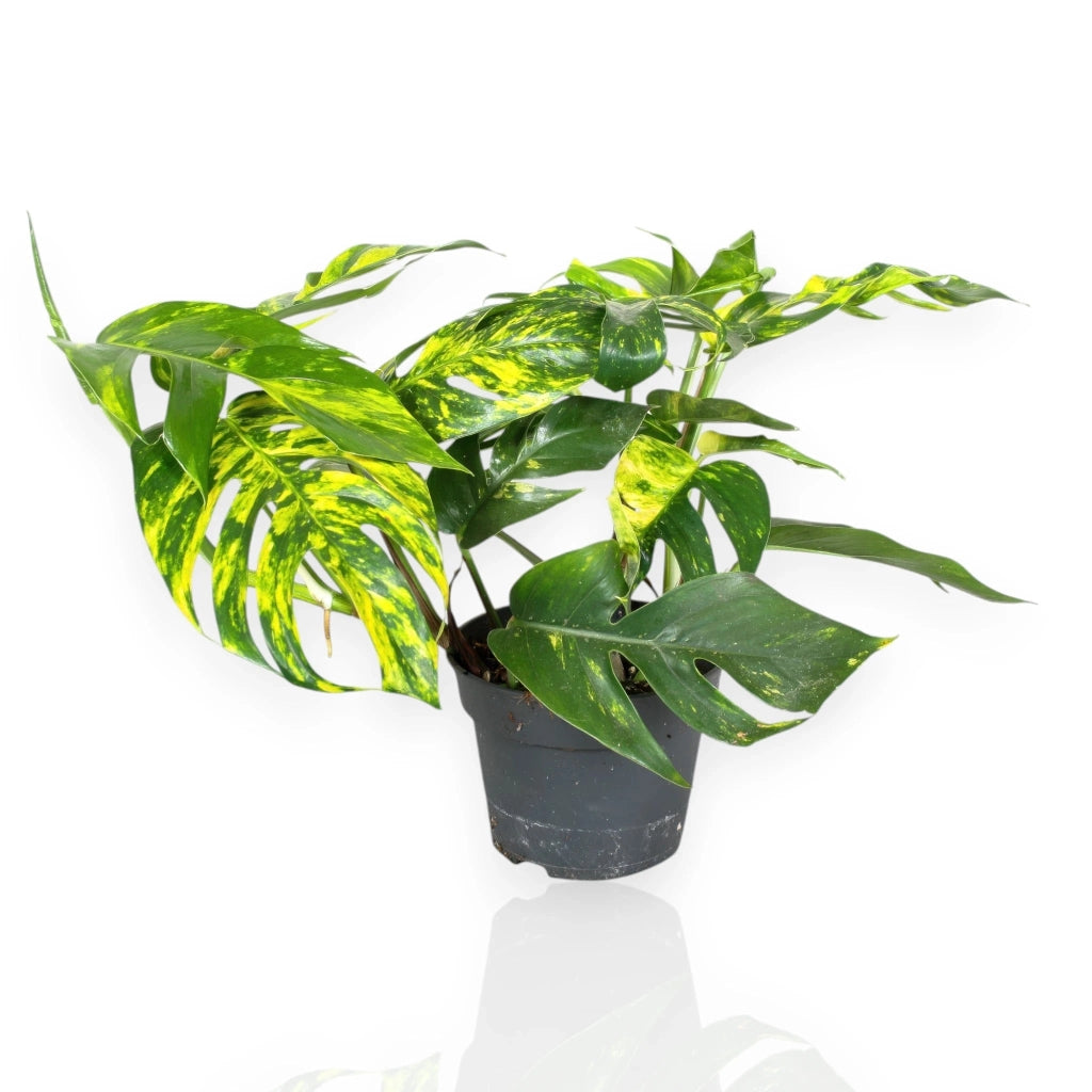 Gardenaria Epipremnum pinnatum 'Cintho goldfinger' - Pianta da interno ornamentale Altezza: 30 cm (vaso 17)