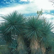 YUCCA RIGIDA VASO 30