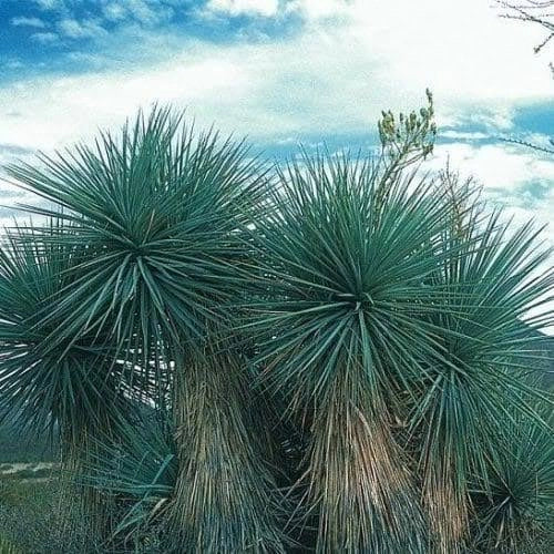YUCCA RIGIDA VASO 30