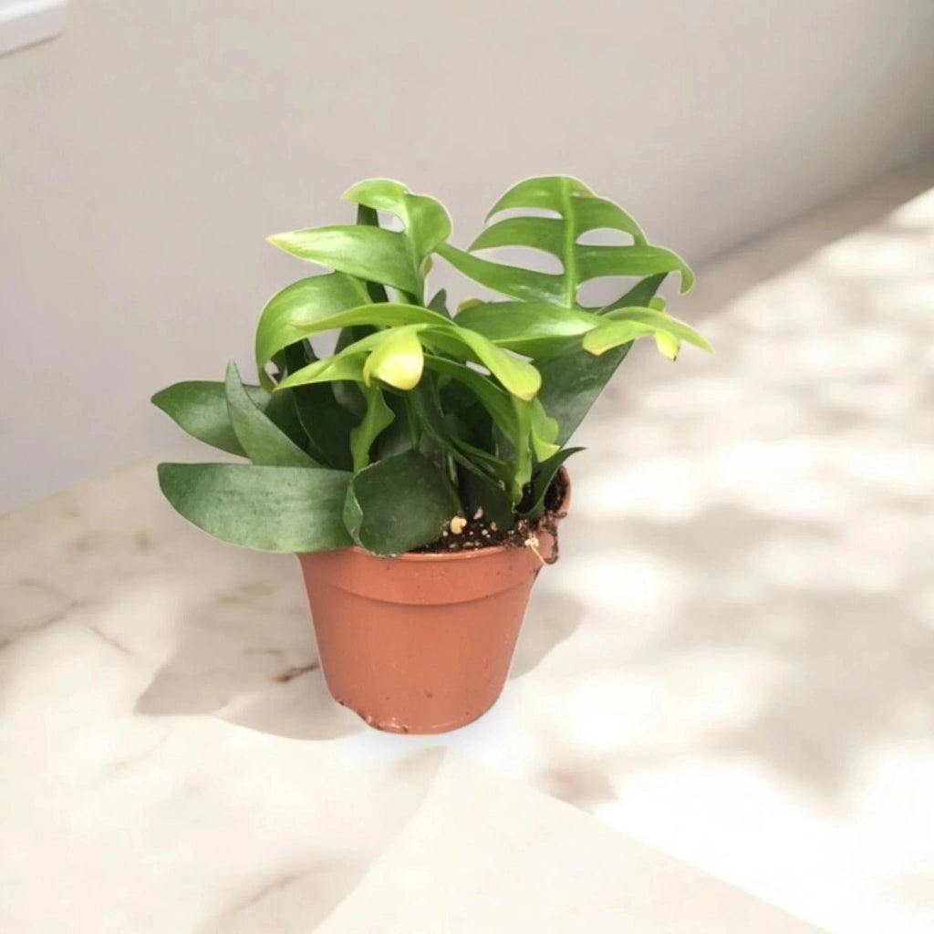 Gardenaria Epiphyllum chrysocardium - Pianta da interno ornamentale Altezza: 22 cm (vaso 12)