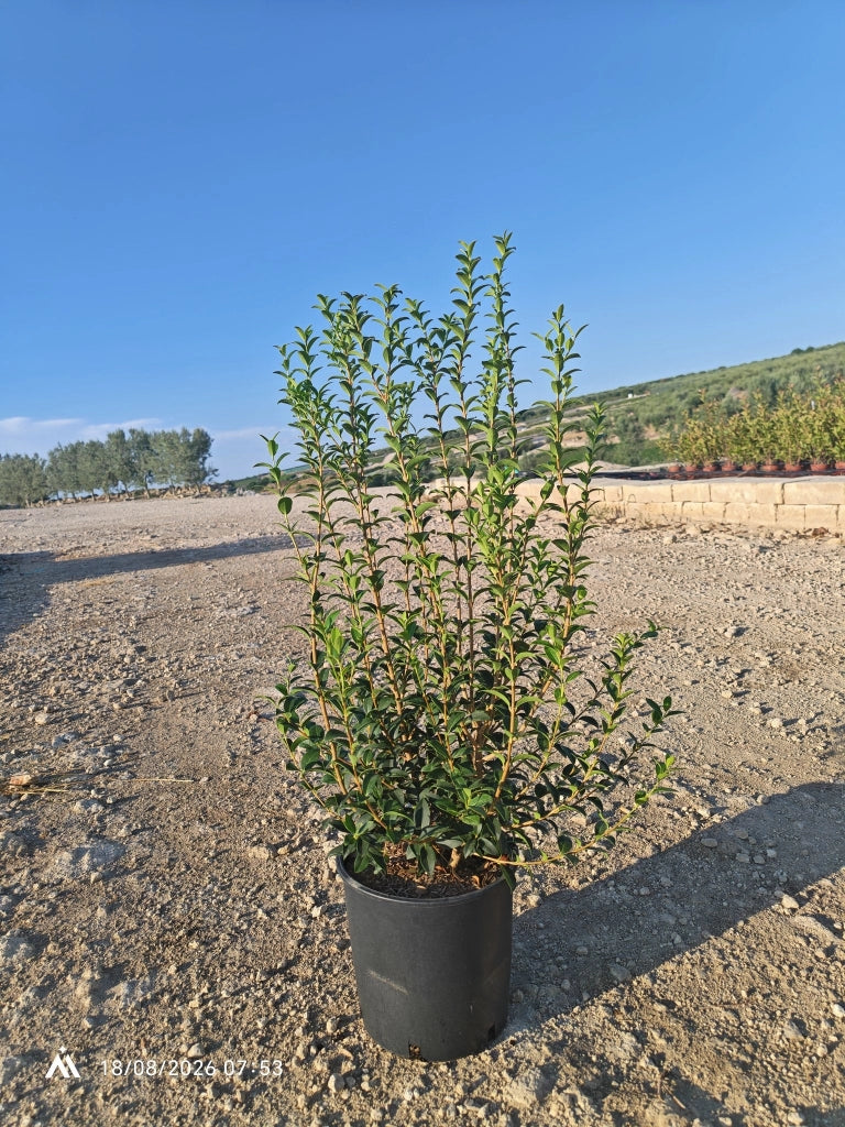 OSMANTHUS X BURKWOODII CESP.24