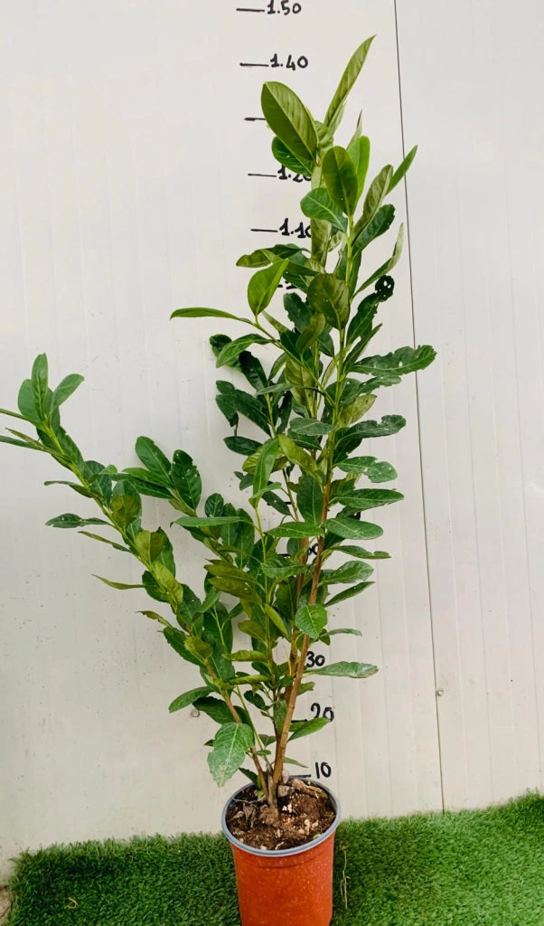 50 PIANTE DI LAURO CERASO LAUROCESASUS LAUROCERASO NOVITA H 90/100CM SIEPI ALTE