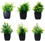 Set di sei piccole piante decorative per casa, ufficio e bagno