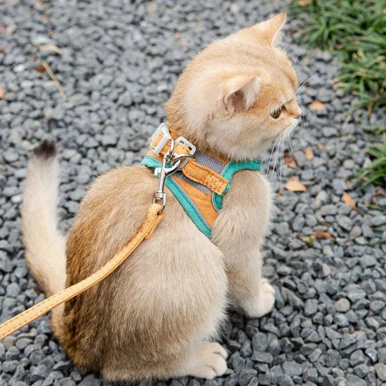 Set di collare e cintura per gatti - cintura di sicurezza per passeggiate - facile da controllare - cintura di sicurezza per gatti per piccoli e grandi gatti - M - adatto per gatti con peso compreso tra 1,8 e 3,6 kg