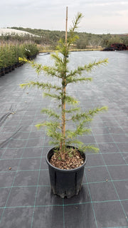 CEDRUS DEODARA VASO 24