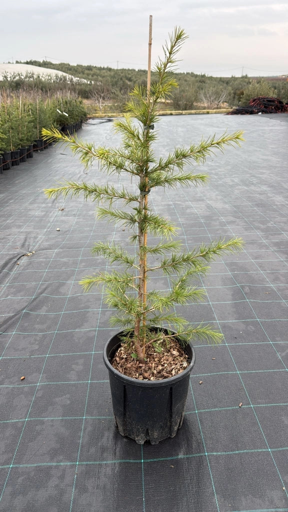 CEDRUS DEODARA VASO 24