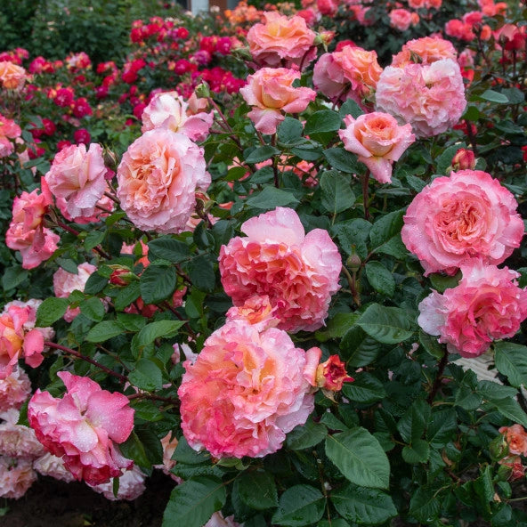 Pianta Rosa Augusta Luise, foto reali