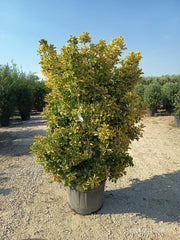 EUONYMUS JAPONICUS CESP.60 AUREA (E.Q.)