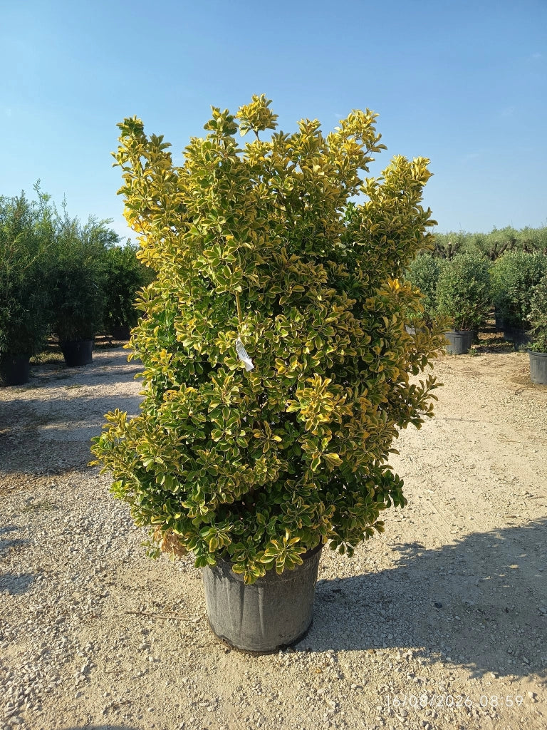 EUONYMUS JAPONICUS CESP.60 AUREA (E.Q.)