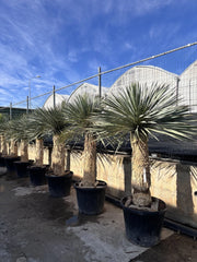 YUCCA ROSTRATA VASO 70 H. TR.100/110