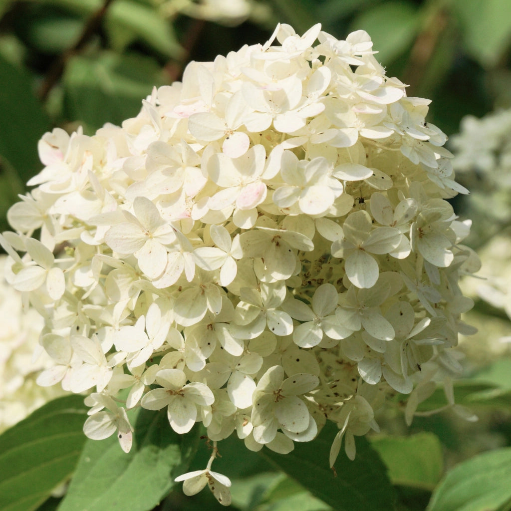 Gardenaria Ortensia - Hydrangea Paniculata 'Pastel Green' - Pianta acidofila ornamentale da esterno Altezza: 40/50 cm (vaso19)