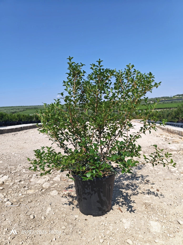 OSMANTHUS X BURKWOODII CESP.35