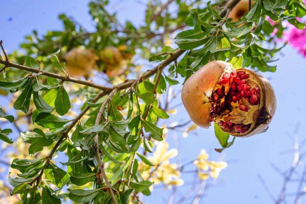 PUNICA GRANATUM NANUM CESP.24