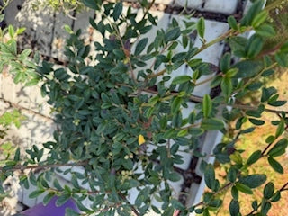 pianta di cotoneaster salicifolia repens