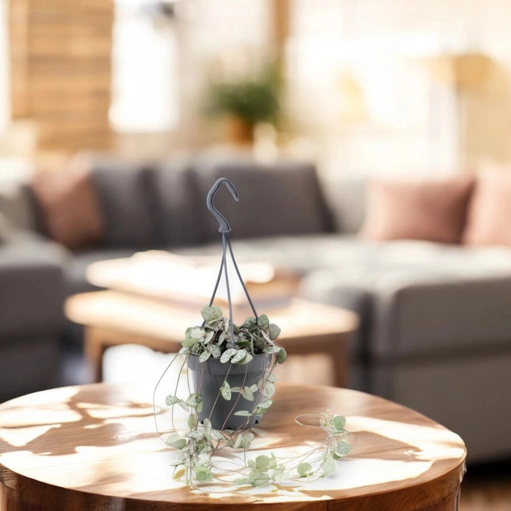 Gardenaria Ceropegia woodii - Pianta da interno ornamentale Altezza: 20 cm (vaso 8)