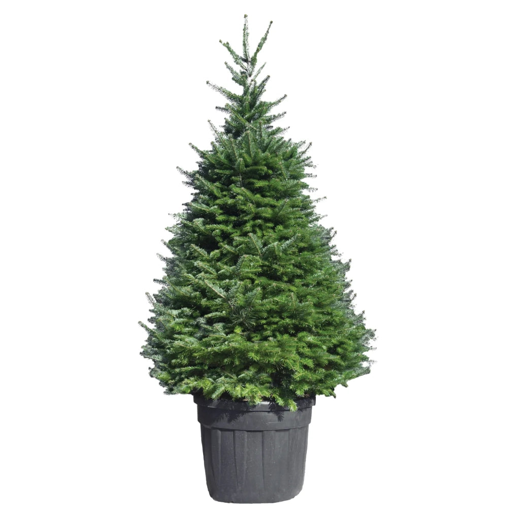 Abete Nordmanniana 180 cm – Albero di Natale Naturale, Folto e Sempreverde